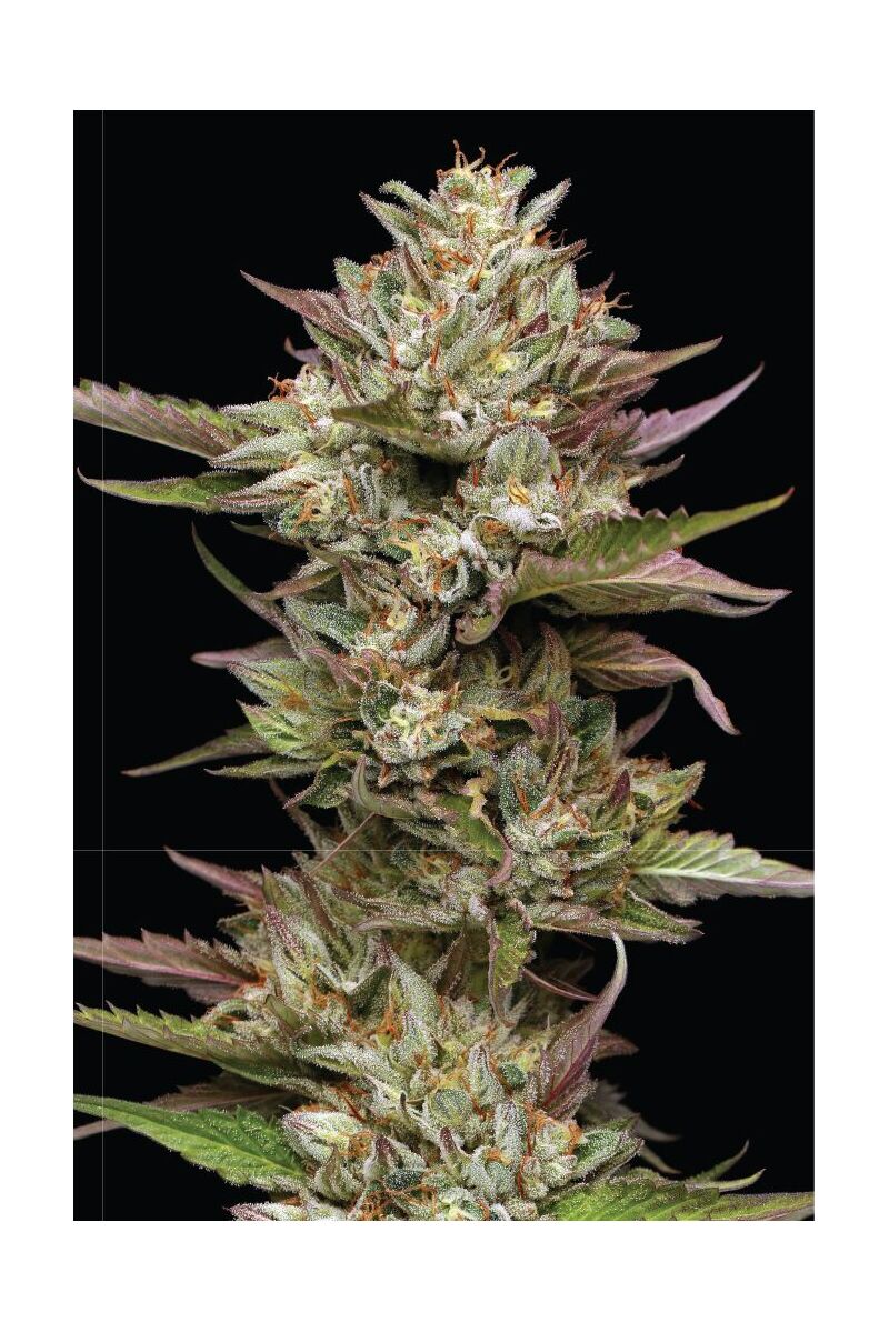 Moon Fog, Фасовка: 3, изображение 2